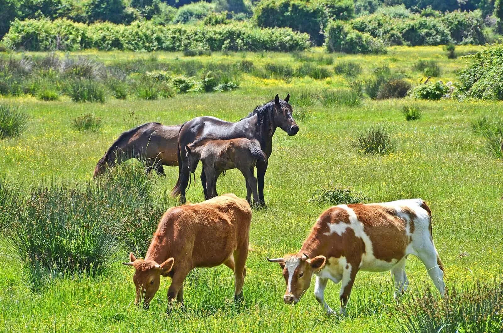 Коров лошадок. Корова и лошадь. Лошади на лугу. Коровы и лошади на лугу. Коровы на лугу.
