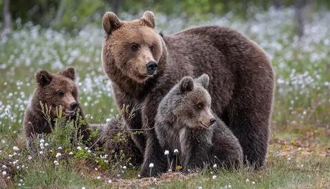 There the bears are