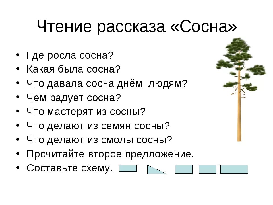 Слово сосна какое окончание. Сосна описание. Где произрастает сосна. Сосна 1 класс. Где растет сосна.