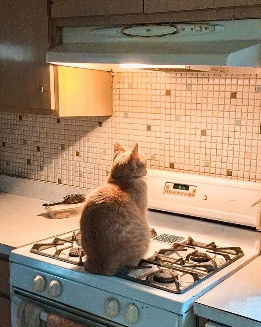 Cats kitchen. Кошка на кухне. Кот на плите. Котик на кухне. Рыжая кошка на кухне.