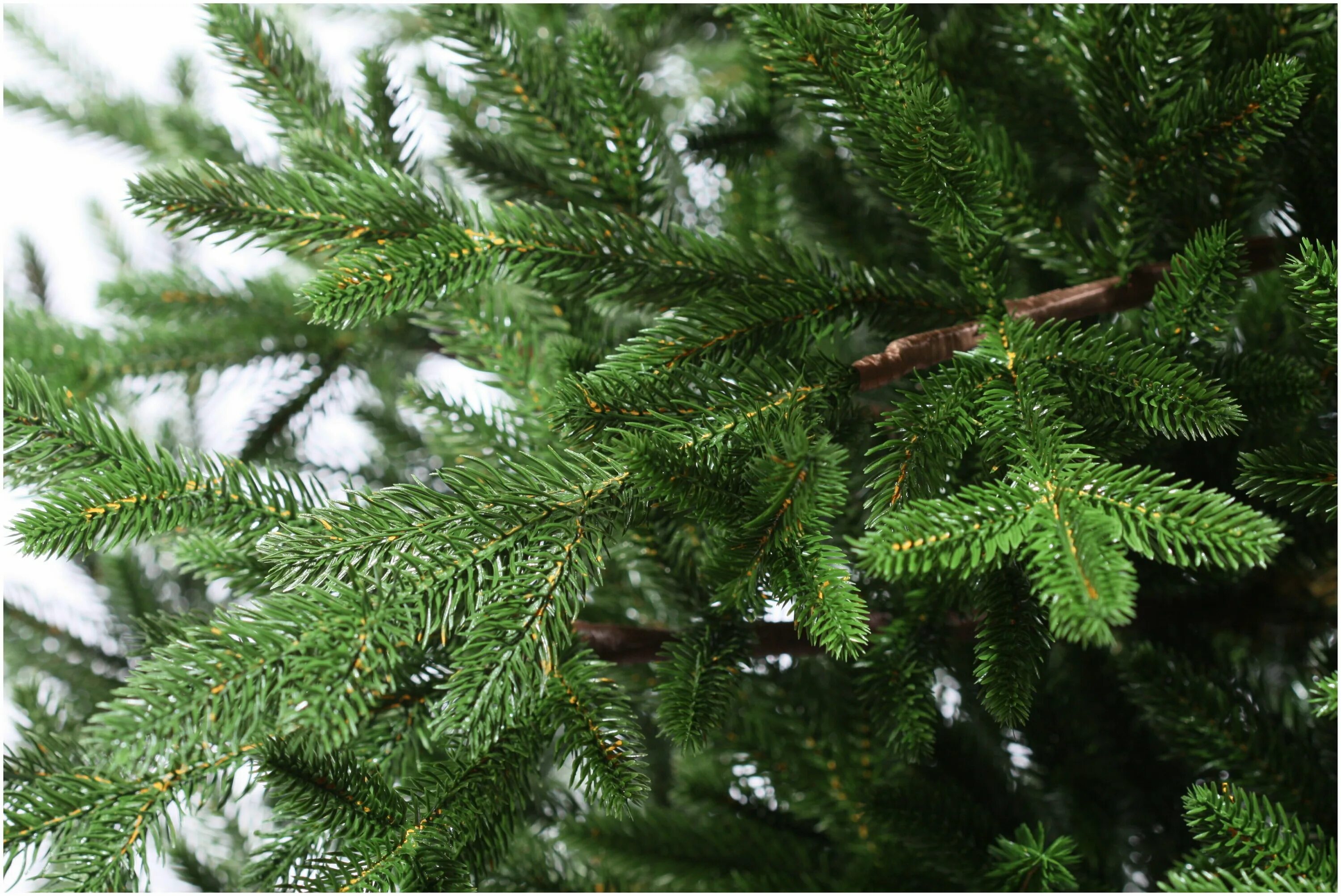 Царь елка ель амурская 1. Царь елка ель страсбург 1. Царь елка 215. Ель искусственная энигма 185 царь-елка. Царь елка ель голубая.