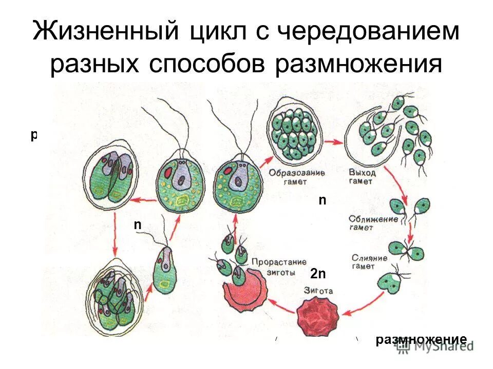Чередование поколений покрытосеменных растений схема. Цикл развития высших растений схема. Чередование жизненных циклов. Жизненные циклы споровых растений таблица. Диплоидный спорофит.