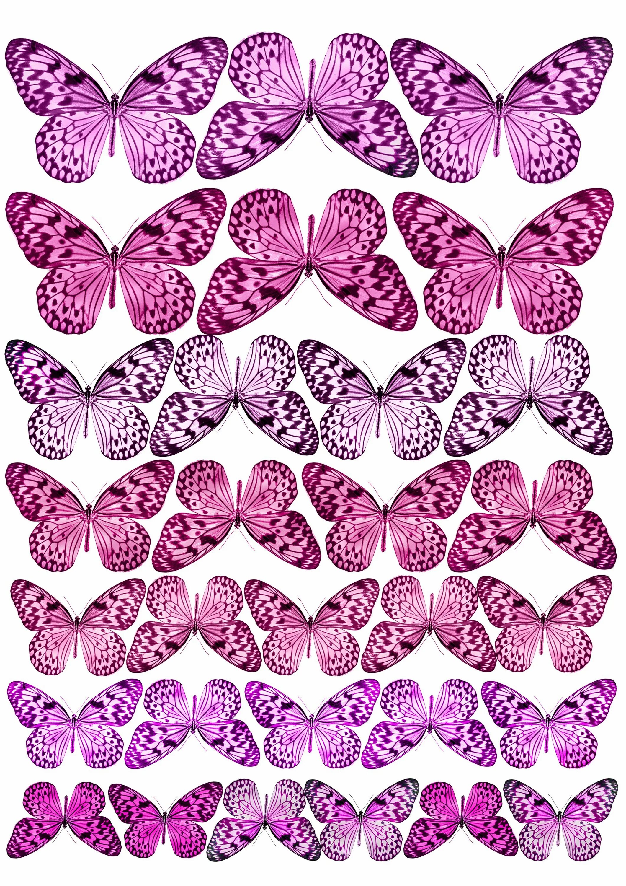 Шаблон бабочек для печати. Розовые бабочки. Бабочки для вырезания розовые. Бабочки макет для печати. Бабочки розовые шаблон для печати.