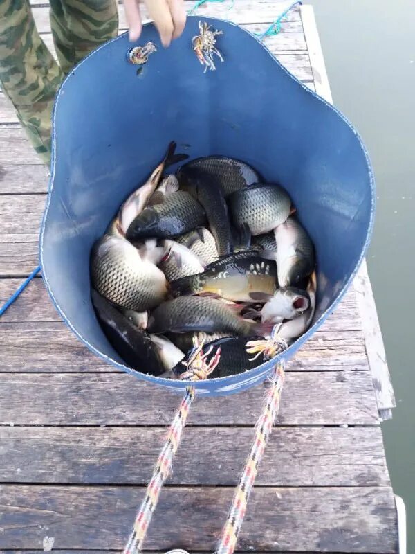 Нарские пруды дютьково рыбалка. 1 кг в прудах. 1 кг в прудах. Рыбки в пруду. Малек щуки.