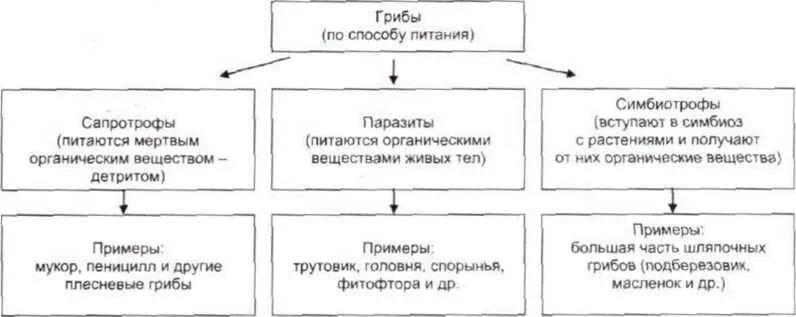 Сапротрофы это в биологии 5 класс. Сапротрофы. Сапротрофы способ питания. Сапротрофы способ питания. Типы питания паразиты симбионты сапротрофы.