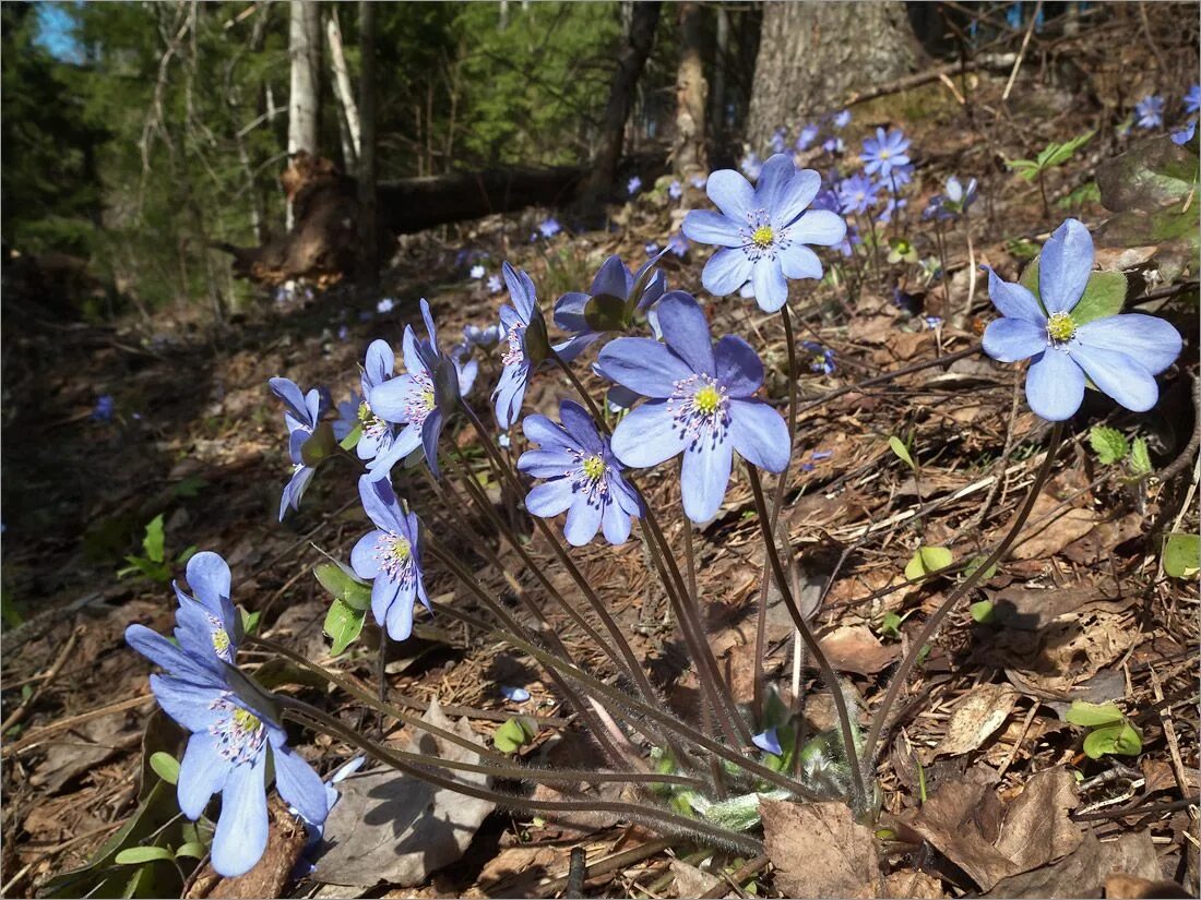 Перелеска печеночница. Печеночница благородная (hepatica Nobilis). Печеночница Нобилис. Печеночница благородная (перелеска). Первоцветы ленинградской