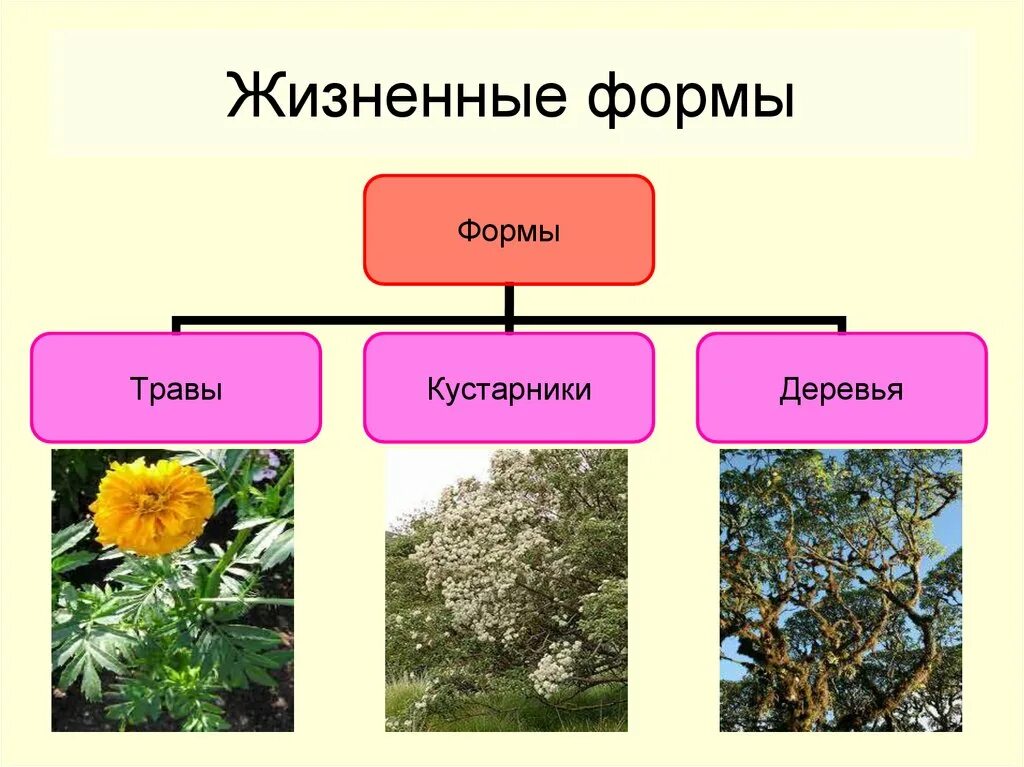 Семейство Сложноцветные Астровые жизненные формы. Жизненные формы сложноцветных растений. Семейство Сложноцветные жизненные формы растений. Жизненная форма сложноцветных цветов.