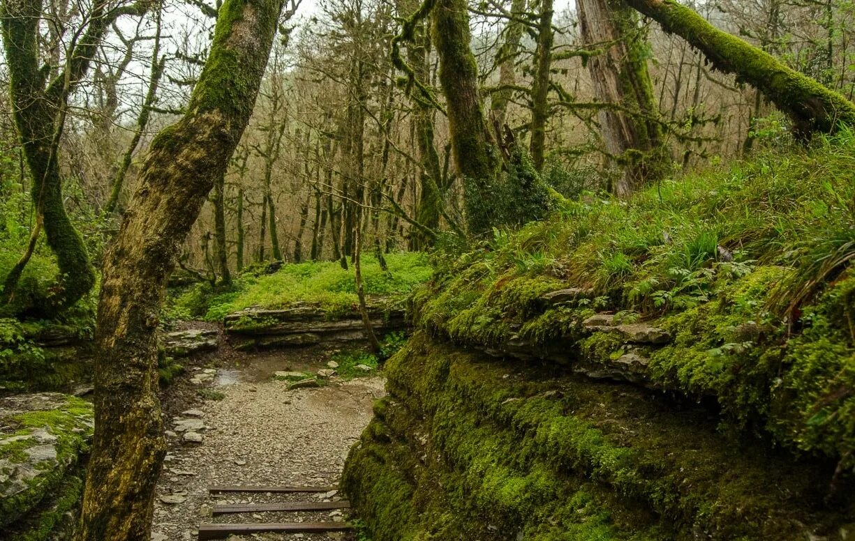 сочинский лес. хоста парк самшитовая роща. тисо самшитовая роща адлер. национальный парк тисо-самшитовая роща. сочинский лес.