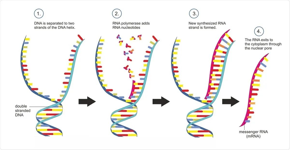 Double Stranded DNA. Белки ДНК. Double Stranded RNA. Из ДНК В МРНК.