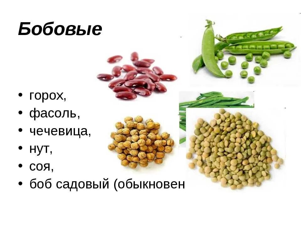 Рис относится к группе. Бобовые продукты. Бобовые культуры список. Бобовые зерна и название. Бобовые культуры для детей.