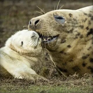 Редкие кадры с животными