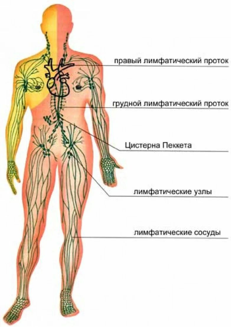 Лимфа включает. Схема лимфатической системы в теле человека. Лимфатическая система человека правый лимфатический проток. Лимфатическая система человека схема движения лимфы. Лимфатическая система человека узлы.