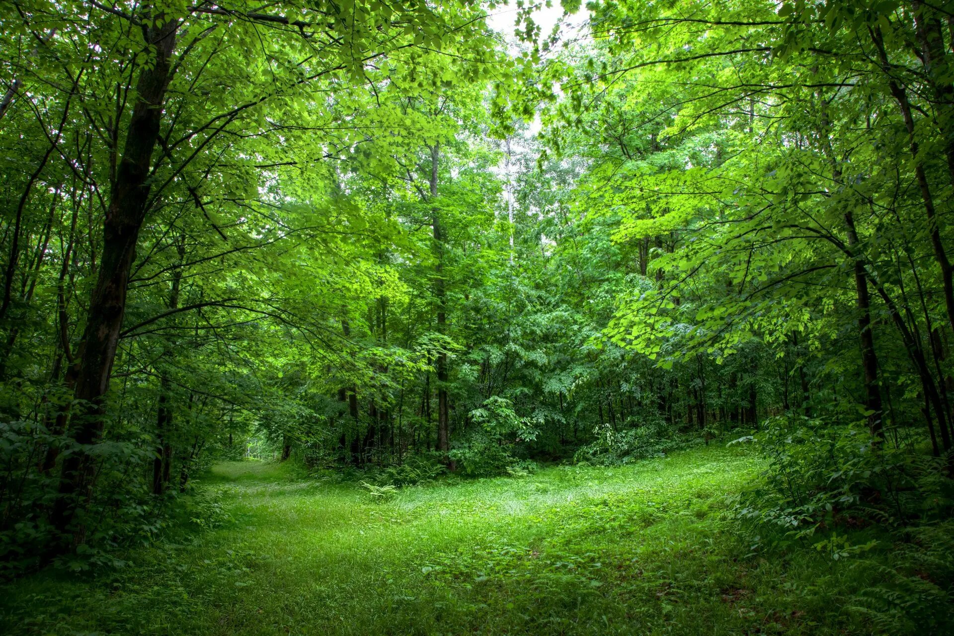 Беловежская пуща деревья. Лес. Природа лес. Зеленый лес. Russia is a of forests