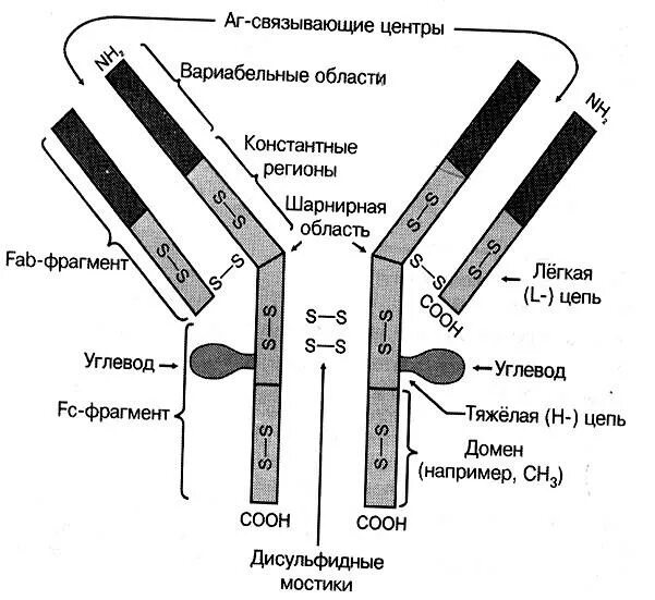 FC фрагмент иммуноглобулина g. FC фрагмент молекулы иммуноглобулина. Схема молекулы иммуноглобулина g микробиология. Функции FC фрагмента иммуноглобулина. Домены антител