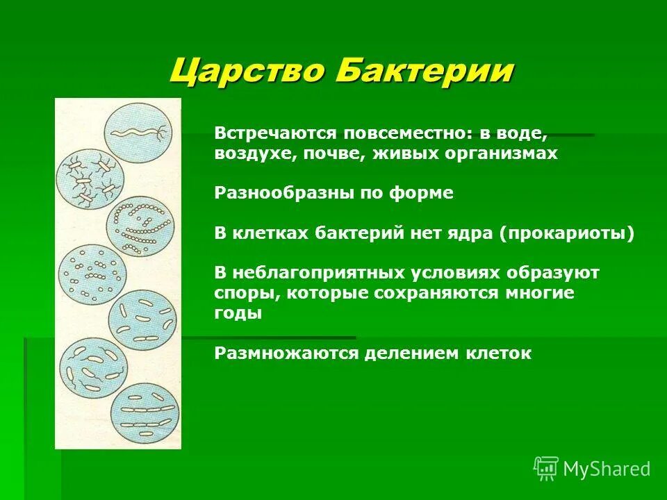 Привести примеры царства бактерий. Представители царства бактерий 2 класс. Представители царства бактерий 5 класс. Представители царства бактерий 5 класс биология таблица. Царство бактерии общая характеристика.