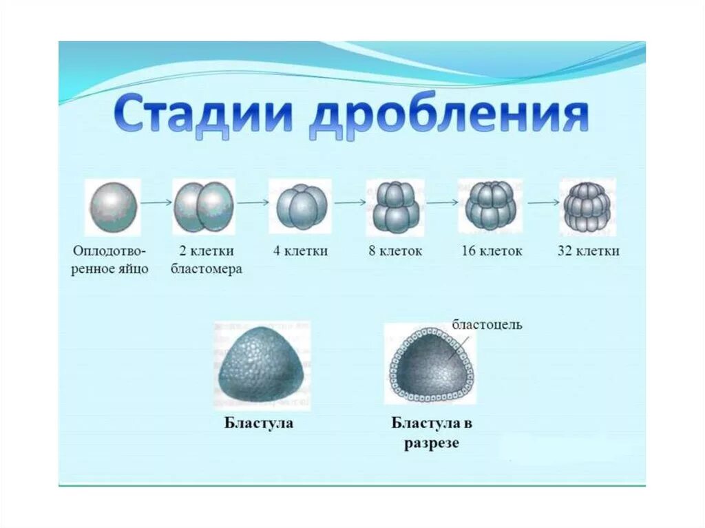 Начальный этап развития оплодотворенного яйца носит название. Схема дробления и образования бластулы. Дробление образование бластулы типы бластул. Стадии дробления бластулы. Дробление зиготы рисунок.