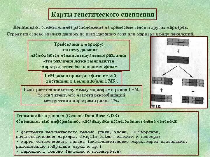 Построение генетической карты методом трех точек. Методы картирования хромосом. Генетические карты хромосом. Построение генетических карт. Задачи на построение генетических карт.