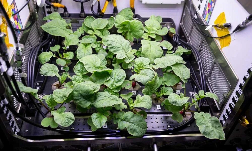 Выращивание растений в космосе. Оранжерея veggie мкс. Растения выращенные в космосе. Выращивание растений в космосе. Выращивание растений в космосе.