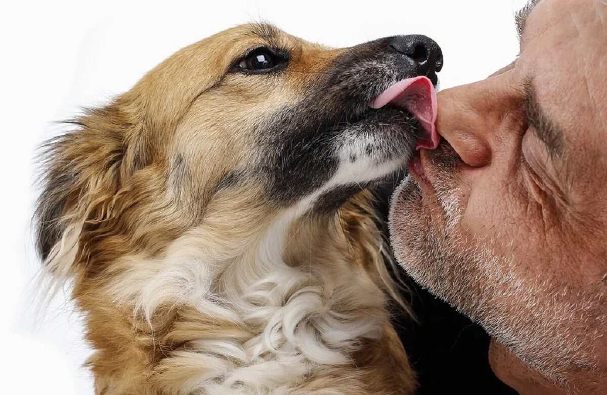 Поцелую дедушку. Собачий поцелуй. Собака целует. Поцелуй с собакой. Поцелуй собаки и человека.