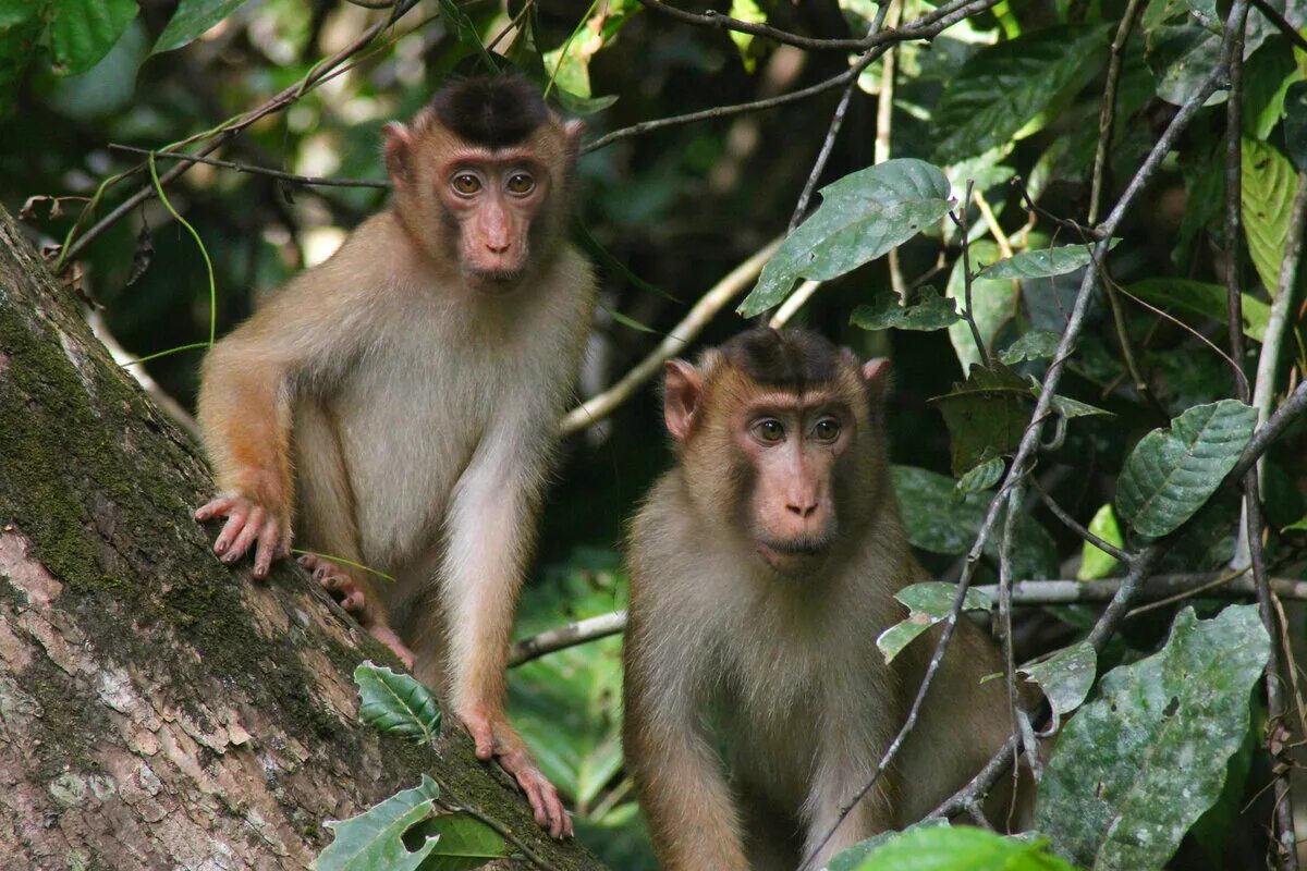 Обитание обезьян. Обезьяны на Борнео. Тропические обезьяны. Дикая обезьяна. Обезьяны в джунглях.