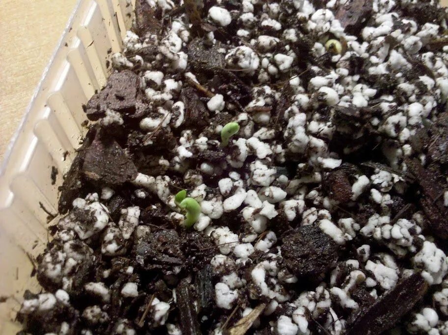 Как выглядят семена адениума фото Adenium Obesum Desert Rose Seeds 5 Particles Pure Bonsai