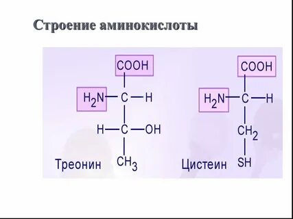 Аминокислоты какой состав