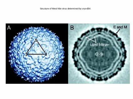 Nile virus