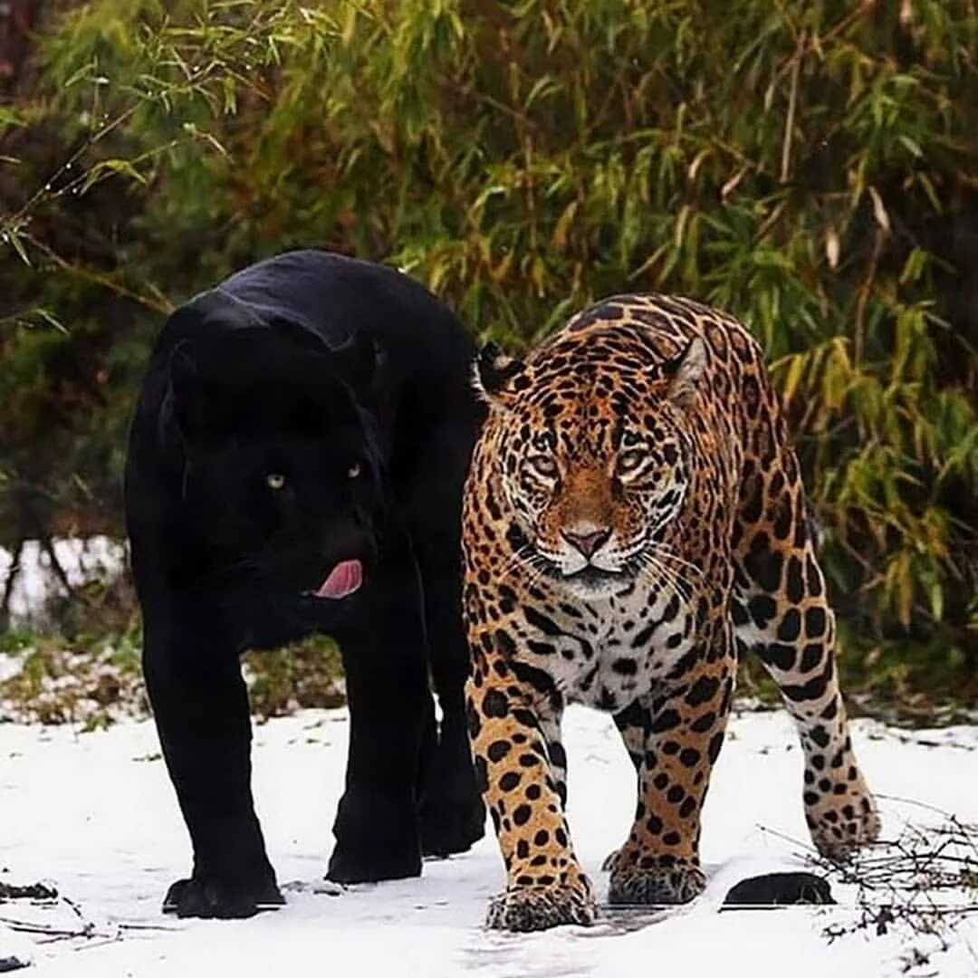 Ягуар меланист и леопард меланист. Лев тигр леопард ягуар. Леопард меланист. Пантера это леопард или ягуар. Лев, тигр, леопард ягуар, пантера.