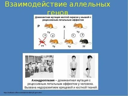 Летален в доминантном состоянии