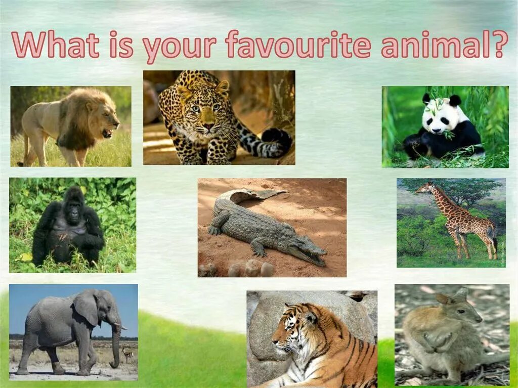 What s your favourite animal. Проект my favourite animal. What s your favourite animal. Как ответить на вопрос what's your favourite animal. Шаблон my favourite animal.