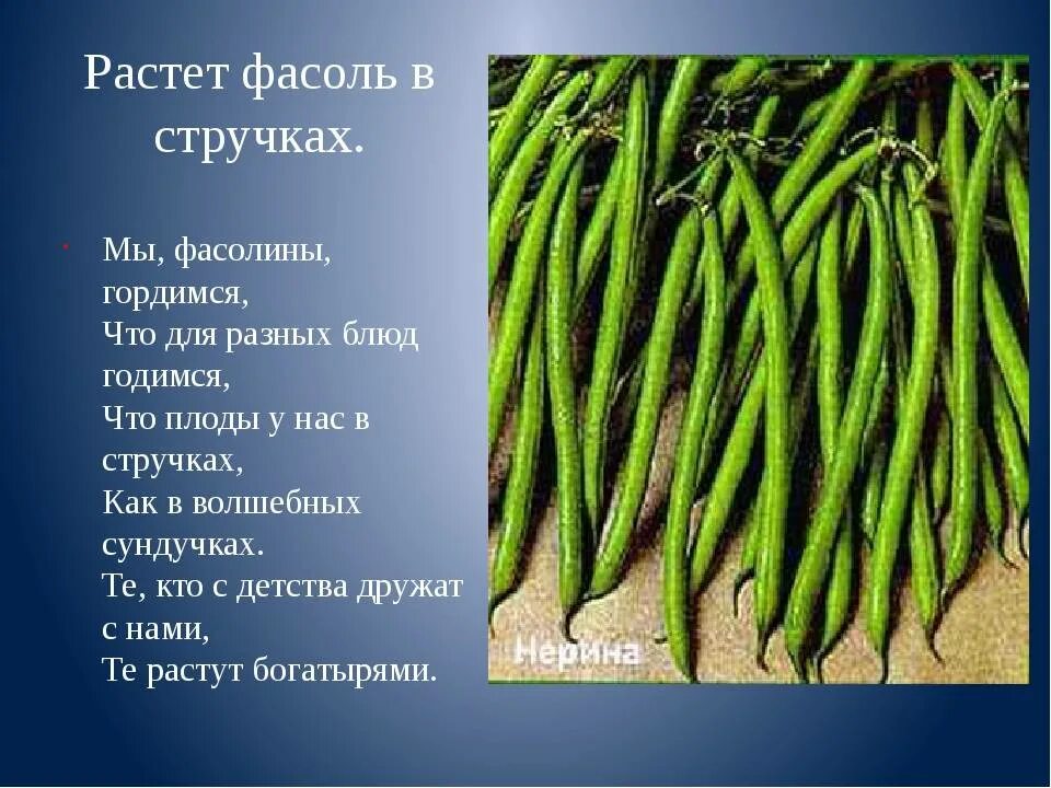 Состав стручковой фасоли. Спаржевая фасоль плод. Фасоль стручковая сорта для посадки. Фасоль стручковая функция стебля. Фасоль Изумрудная спаржевая.