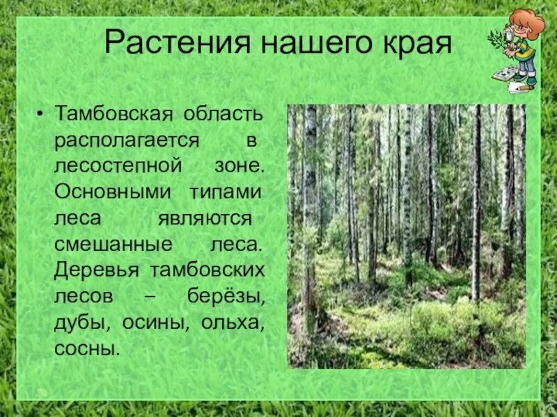 Растения нашего края доклад. Растения Тамбовского края. Растительность нашего края Тамбовской области. Растительность в нашем крае доклад. Рассказ о сообществе родного края