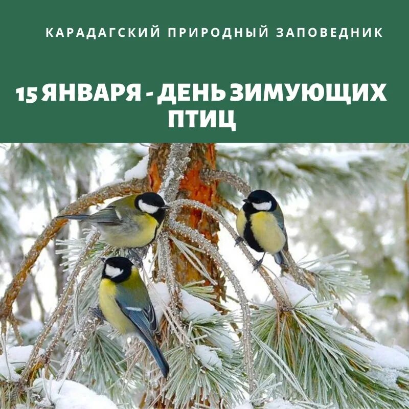 В пелене января. День зимующих птиц. 15 Января день зимующих птиц. Я ухожу сказала осень пора шепнула вслед зима. Платком пуховым пелена небес.