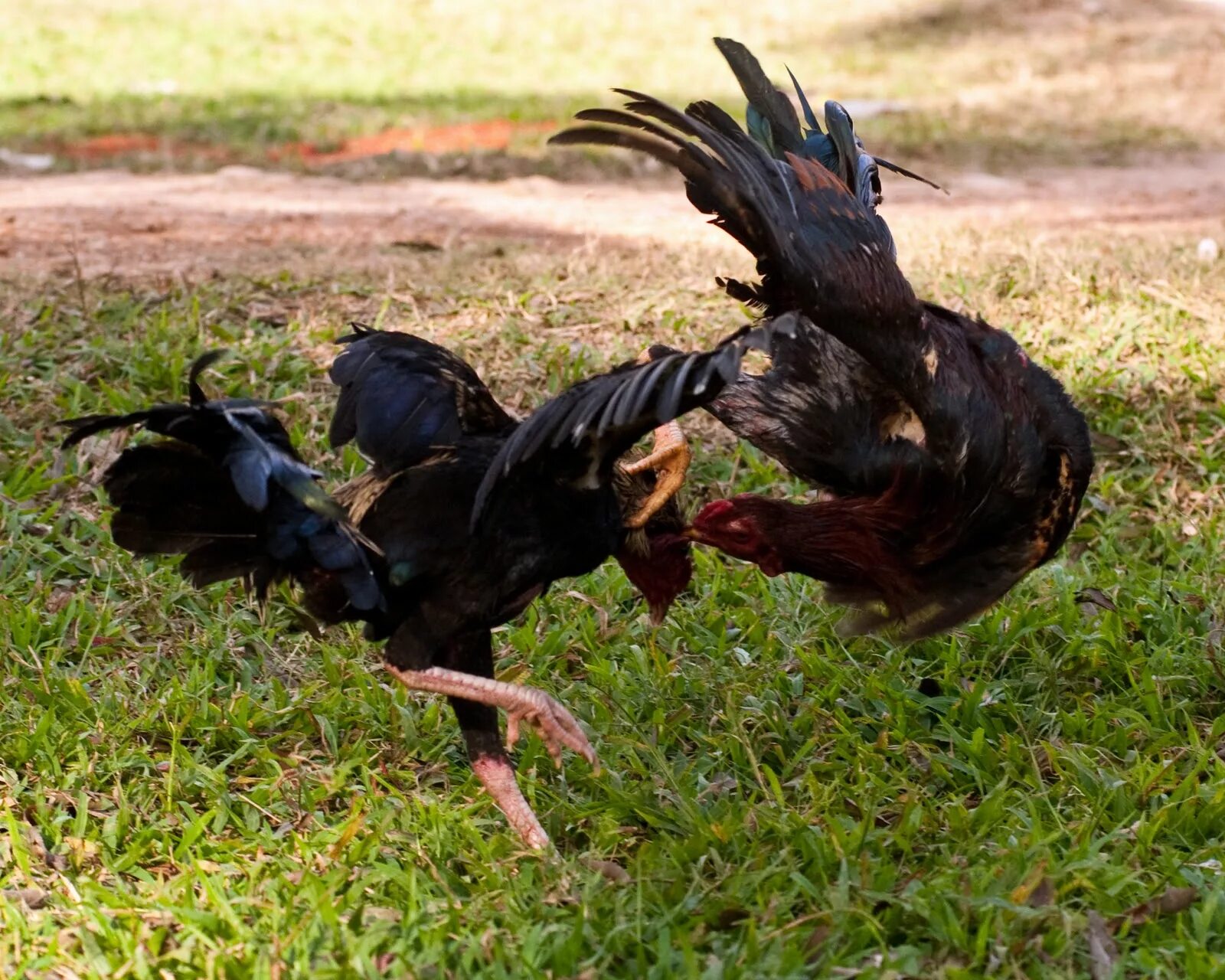 Cock fight. Боевой петух. Бойцовые петухи.