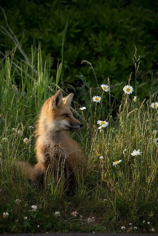 Лиса. Лиса весной. Лиса летом. «Лиса в лесу». Fox look