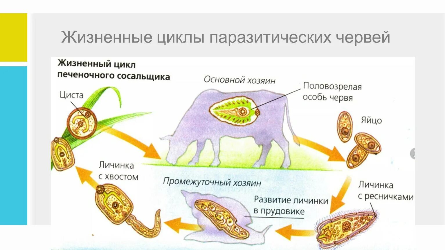 Цикл развития печеночного сосальщика. Цикл развития печеночного сосальщика биология. Промежуточный хозяин печеночного сосальщика. Промежуточный хозяин плоских червей.