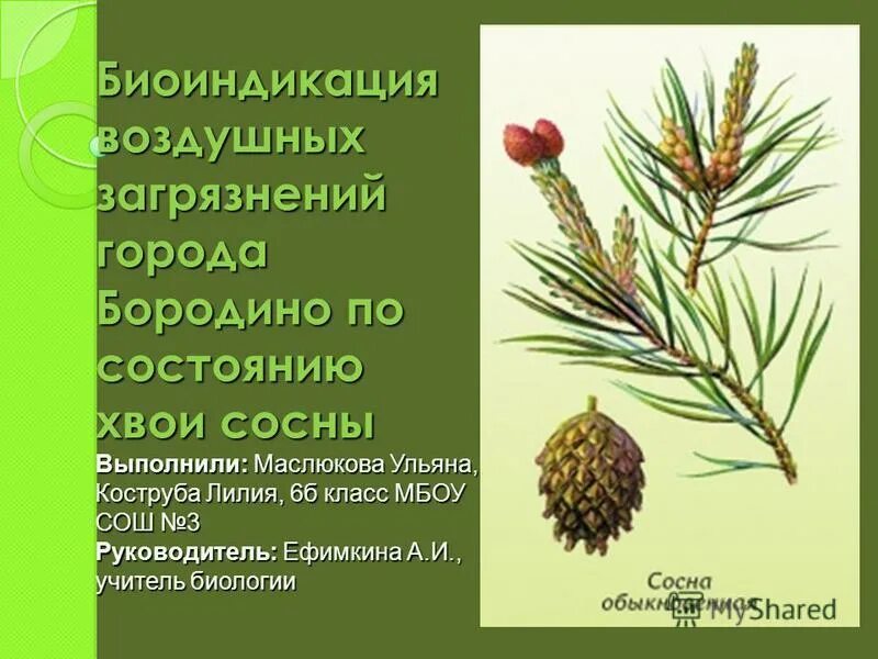 Какую функцию выполняют семена сосны обыкновенной. Размножение сосны. Сосна обыкновенная габитус. Сосна обыкновенная 2 хвоинки. Голосеменные сосна обыкновенная.