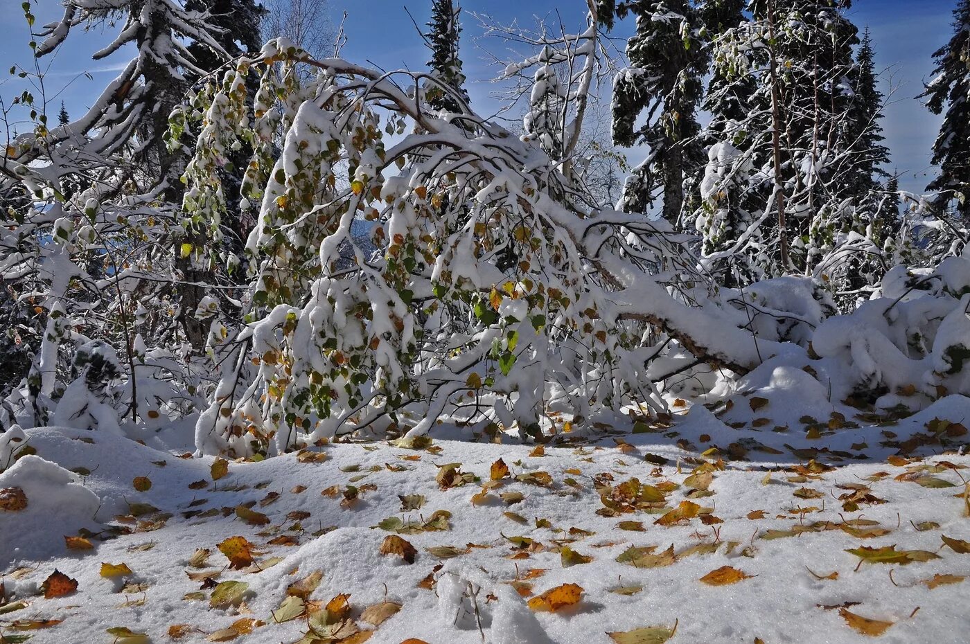 Сентябрьский снег. Сопки застыли под снегом. Природа Челябинской области осень снежные деревья. Сибирь зима Алатау.