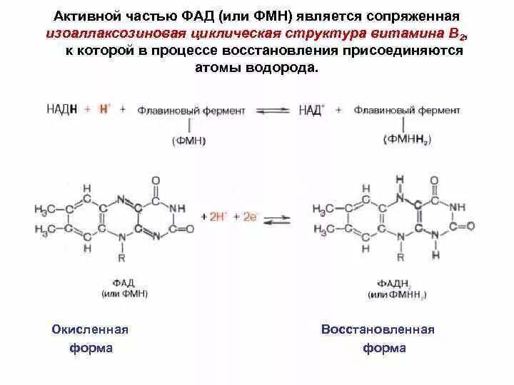 Окисленная форма ФМН ФАД. FMN окисленная и восстановленная форма. Формула ФМН В окисленной и восстановленной форме. Флавинмононуклеотид окисленная и восстановленная форма.