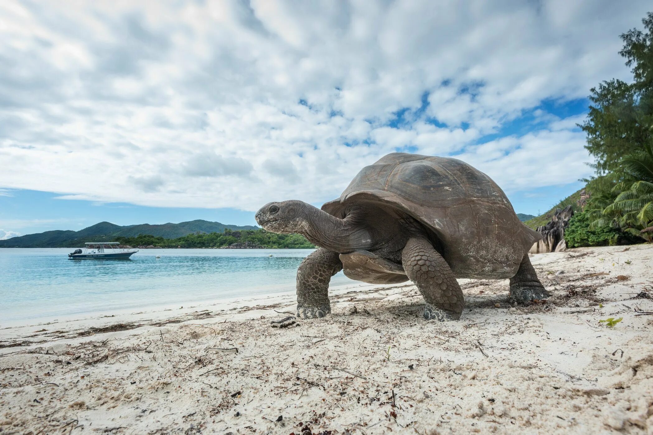 Сейшельские черепахи. Альдабра Сейшельские острова. Альдабра черепаха Альдабра. Гигантская черепаха Альдабра. Остров Альдабра Сейшелы черепахи.