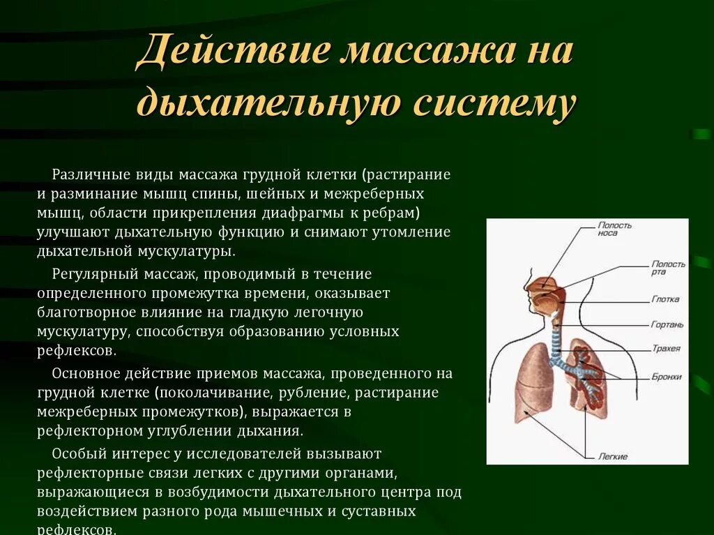 Дыхательную функцию выполняют клетки. Массаж при болезнях дыхательной системы. Влияние массажа на дыхательную систему. Воздействие массажа на систему органов дыхания. Массаж для дыхательной системы.