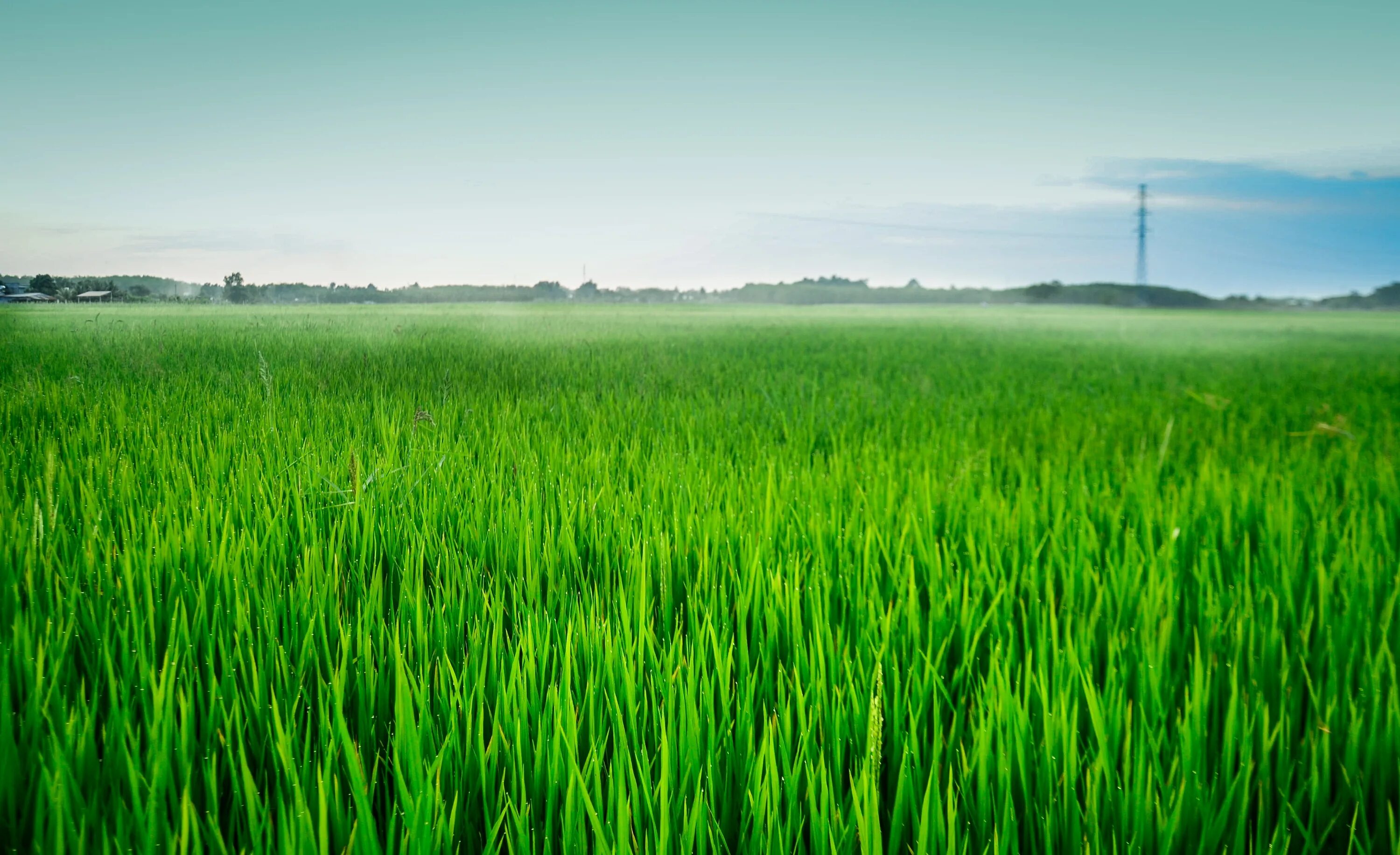 Высокой траве в хорошем. Фон рисовые поля. Рис поле фон. Рисовые поля рассвет. Фон зеленое поле рисовое.