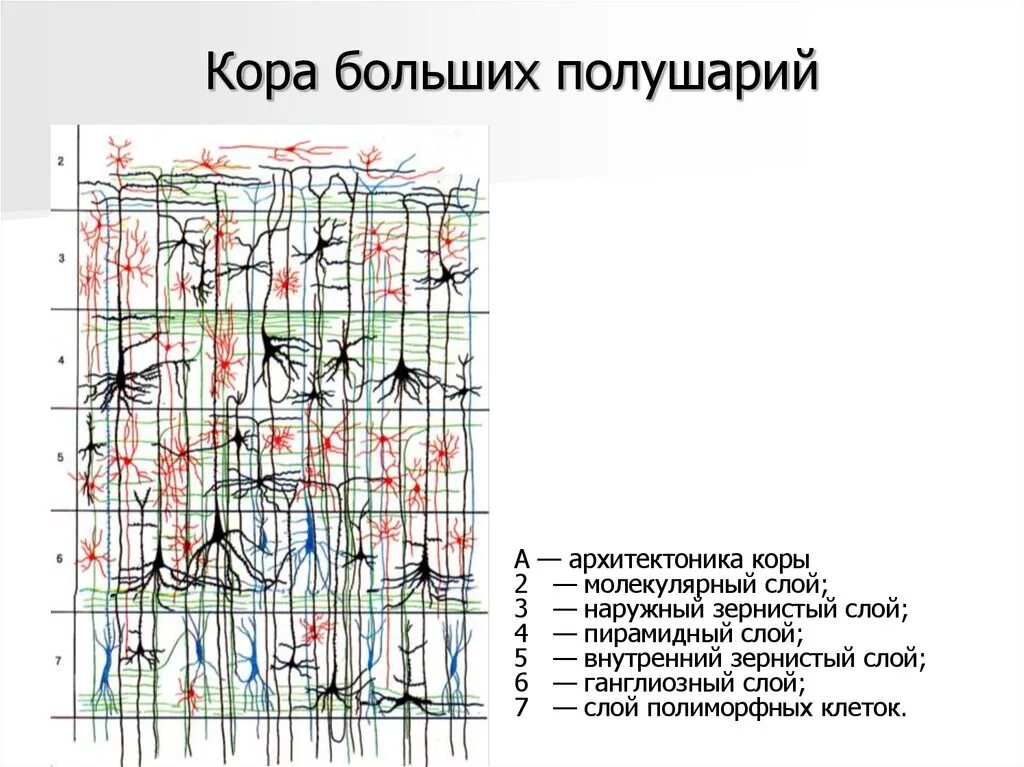 Архитектоника коры больших полушарий. 6 Слоев коры больших полушарий. Архитектоника коры полушарий головного мозга.