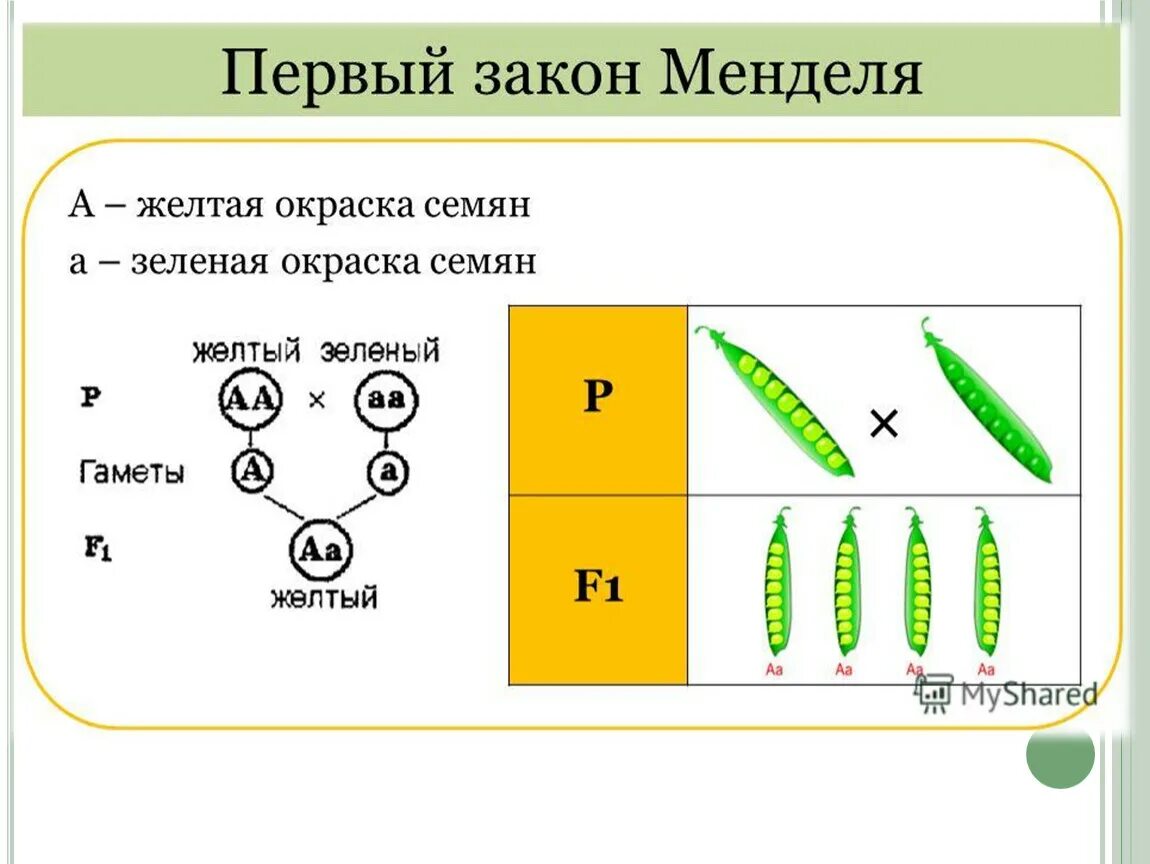 Генетика первый закон Менделя. 1 Закон Менделя генетика. Мендель генетика. Закон Грегора Менделя генетика.