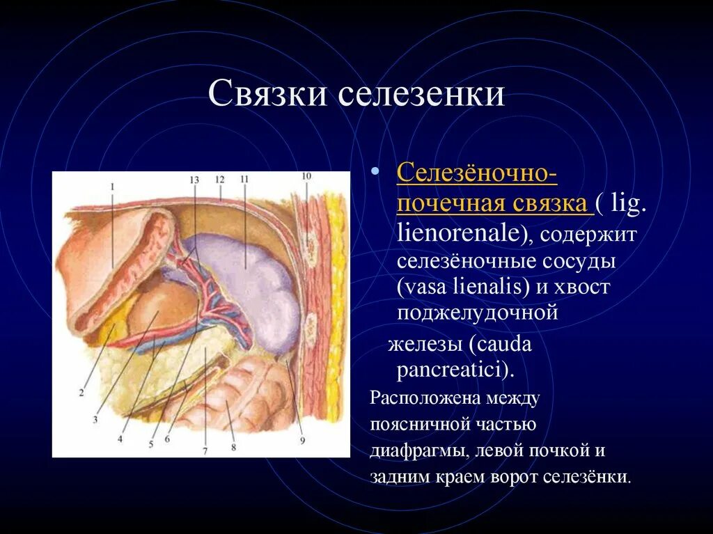 Печеночно почечная связка анатомия. Селезеночно почечная связка. Печеночно селезеночная связка.