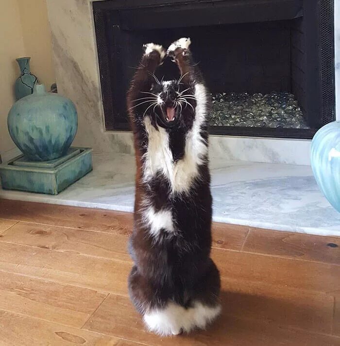 Подъем лапки. Подъем лапки. Кот поднял лапу вверх. Кот с поднятой лапой. Кот поднял лапу вверх.