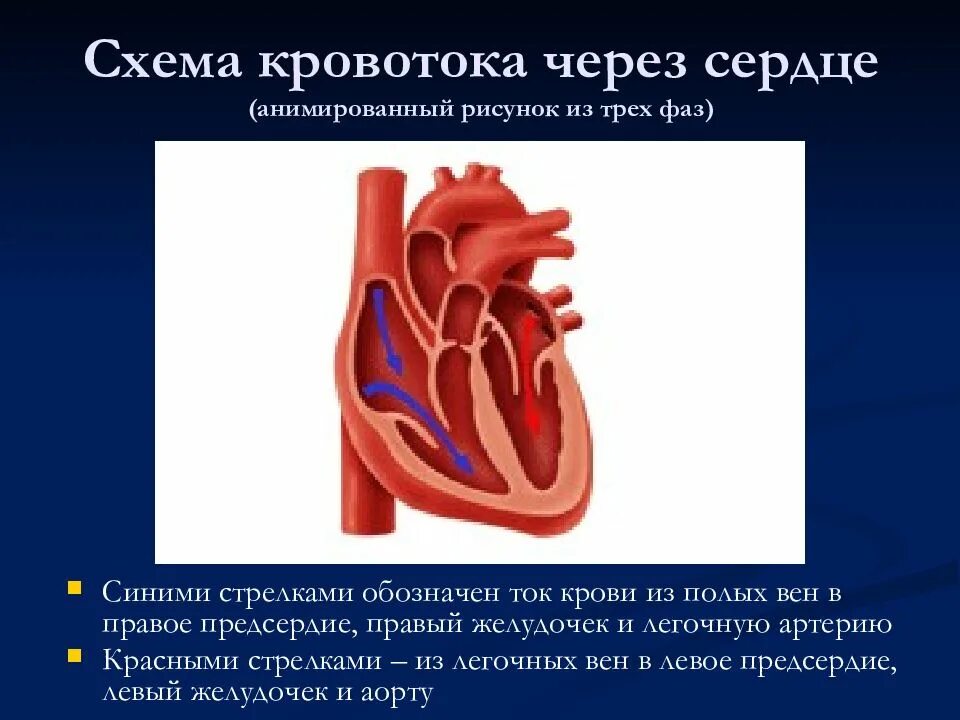 Какая кровь в левом желудочке сердца. Ток крови в сердце схема. Схема кровотока в сердце. Строение сердца и ток крови. Строение сердца движение крови.