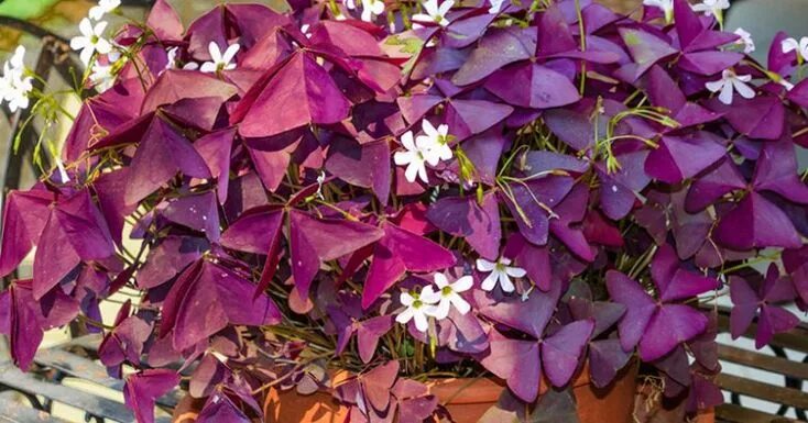 Кислица комнатная (oxalis) - уход в домашних условиях