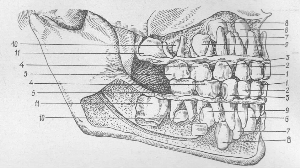 Молочные моляры анатомия. Молочные зубы нижней челюсти анатомия. Строение зубной системы челюсти.