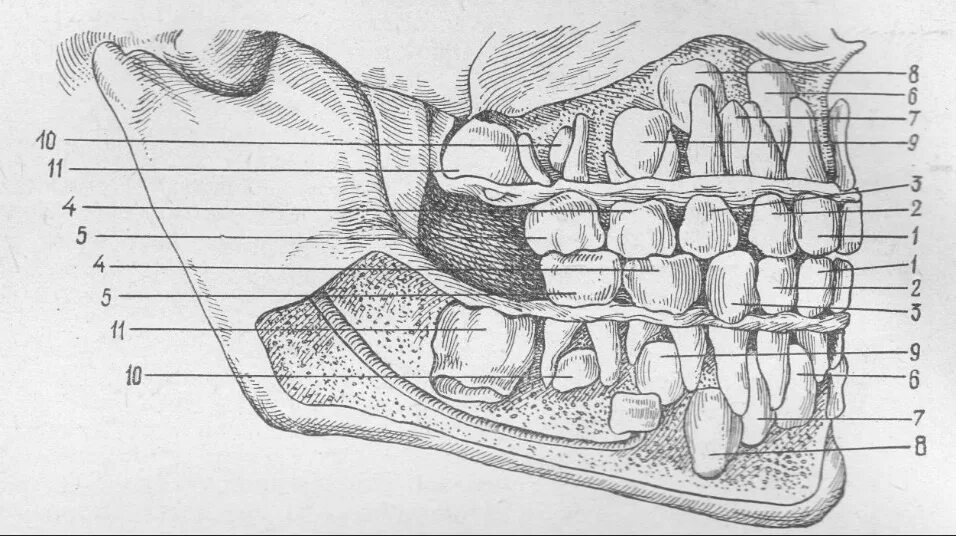 Коренной зуб в челюсти. Молочные моляры анатомия. Молочные зубы нижней челюсти анатомия. Строение зубной системы челюсти.
